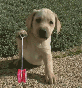 yoyo dog